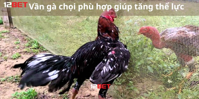 Cách vần gà chọi phù hợp sẽ giúp gà tăng thể lực hơn