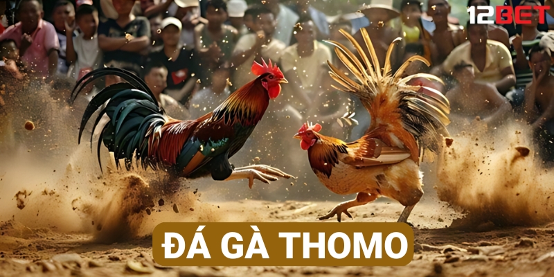 Đá gà Thomo với các trận đấu đầy kịch tính