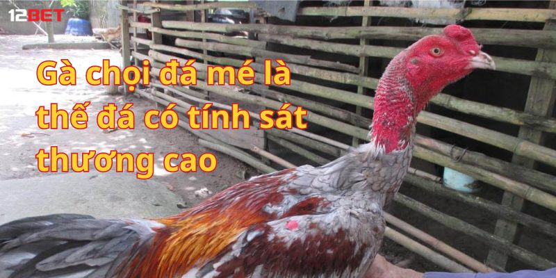 Gà chọi đá mé là thế đá có tính sát thương cao