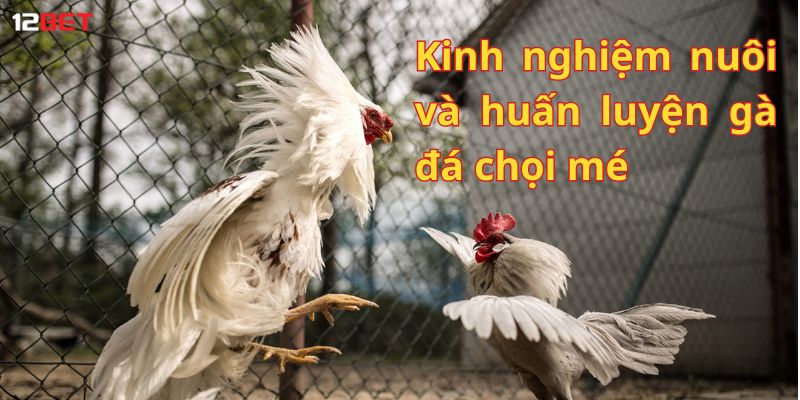 Kinh nghiệm nuôi và huấn luyện gà đá chọi mé