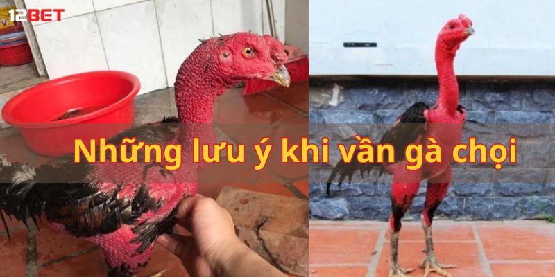 Những lưu ý khi vần gà chọi