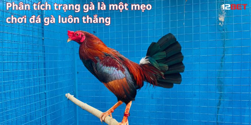 Phân tích trạng gà là một mẹo chơi đá gà luôn thắng